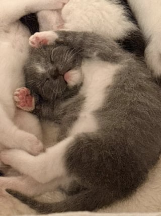 Illustration de l'article : Trouv&eacute;e avec ses chatons dans une cave, cette chatte qui attendait d'&ecirc;tre secourue d&eacute;couvre le confort d'un foyer chaleureux