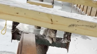 Illustration de l'article : Un homme allergique aux chats sauve un chaton prisonnier de la glace sans imaginer qu'il deviendrait un membre de sa famille