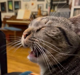 Illustration de l'article : 14 photos de chats aux expressions faciales compl&egrave;tement d&eacute;jant&eacute;es