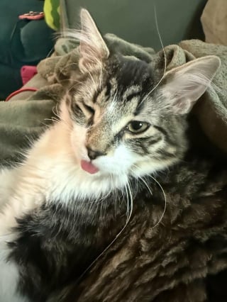 Illustration de l'article : 14 photos de chats aux expressions faciales compl&egrave;tement d&eacute;jant&eacute;es