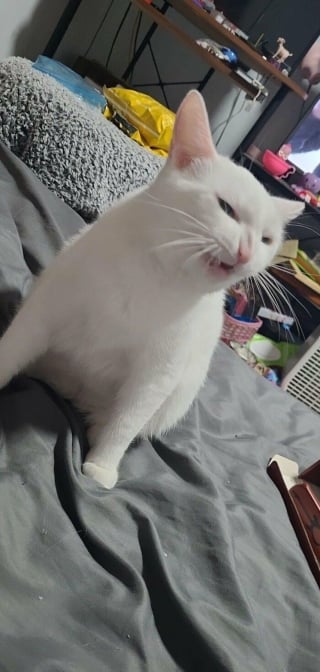 Illustration de l'article : 14 photos de chats aux expressions faciales compl&egrave;tement d&eacute;jant&eacute;es