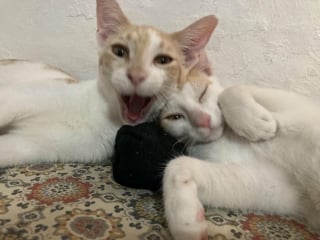 Illustration de l'article : 14 photos de chats aux expressions faciales compl&egrave;tement d&eacute;jant&eacute;es