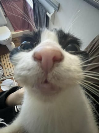 Illustration de l'article : 14 photos de chats aux expressions faciales compl&egrave;tement d&eacute;jant&eacute;es