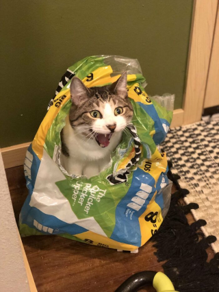 Illustration de l'article : 14 photos de chats aux expressions faciales compl&egrave;tement d&eacute;jant&eacute;es