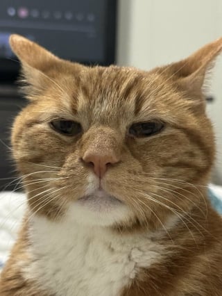 Illustration de l'article : 14 photos de chats aux expressions faciales compl&egrave;tement d&eacute;jant&eacute;es