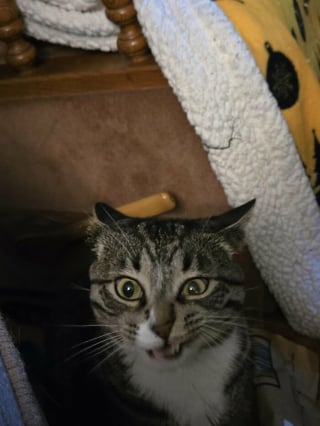 Illustration de l'article : 14 photos de chats aux expressions faciales compl&egrave;tement d&eacute;jant&eacute;es