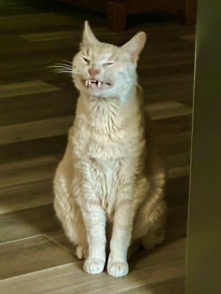 Illustration de l'article : 14 photos de chats aux expressions faciales compl&egrave;tement d&eacute;jant&eacute;es