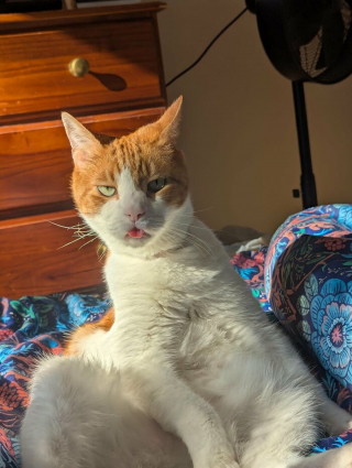 Illustration de l'article : 14 photos de chats aux expressions faciales compl&egrave;tement d&eacute;jant&eacute;es