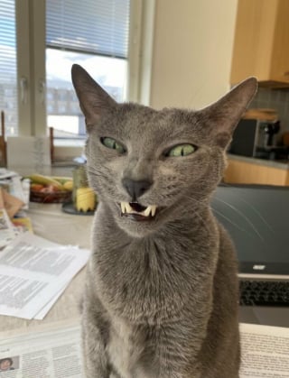 Illustration de l'article : 14 photos de chats aux expressions faciales compl&egrave;tement d&eacute;jant&eacute;es