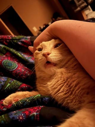 Illustration de l'article : 14 photos de chats aux expressions faciales compl&egrave;tement d&eacute;jant&eacute;es