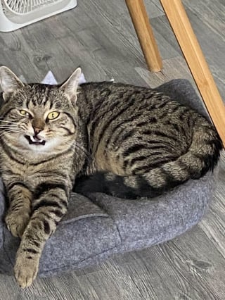 Illustration de l'article : 14 photos de chats aux expressions faciales compl&egrave;tement d&eacute;jant&eacute;es