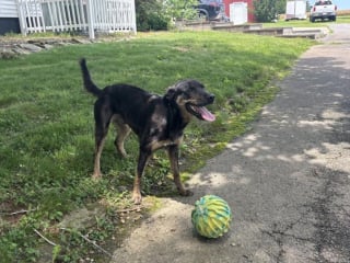Illustration de l'article : Disparu pendant 8 ans, ce chien identifi&eacute; gr&acirc;ce &agrave; sa puce retrouve &agrave; 10 ans le gar&ccedil;on qui l&rsquo;attendait depuis son enfance
