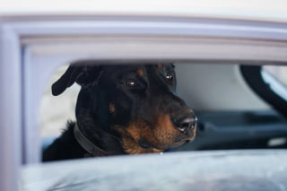 Illustration de l'article : A Nanterre, une femme &eacute;chappe aux poursuites apr&egrave;s avoir laiss&eacute; son chien dans la voiture en plein soleil alors qu'elle assistait au concert du rappeur Damso