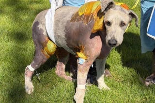 Illustration de l'article : Une simple livraison de colis permet &agrave; cette adolescente de sauver in extremis son chien attaqu&eacute; et bless&eacute;
