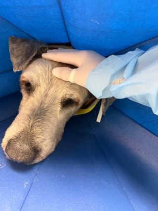 Illustration de l'article : Une simple livraison de colis permet &agrave; cette adolescente de sauver in extremis son chien attaqu&eacute; et bless&eacute;