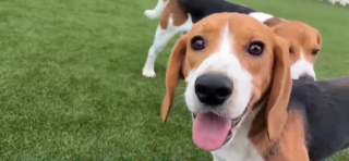 Illustration de l'article : Une association obtient la lib&eacute;ration de 135 Beagles &eacute;lev&eacute;s pour les laboratoires pour leur offrir un nouveau d&eacute;part