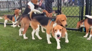 Illustration de l'article : Une association obtient la lib&eacute;ration de 135 Beagles &eacute;lev&eacute;s pour les laboratoires pour leur offrir un nouveau d&eacute;part