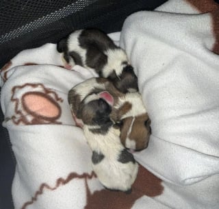 Illustration de l'article : Apr&egrave;s l'abandon de 4 chiots nouveau-n&eacute;s dans un carton devant une clinique v&eacute;t&eacute;rinaire de Seine-Saint-Denis, une association d&eacute;pose plainte et cherche le coupable