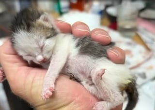 Illustration de l'article : Ce chaton orphelin recueilli et biberonné par un homme au grand cœur vit une transformation touchante semaine après semaine jusqu'à son adoption