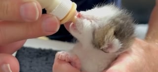 Illustration de l'article : Ce chaton orphelin recueilli et biberonné par un homme au grand cœur vit une transformation touchante semaine après semaine jusqu'à son adoption