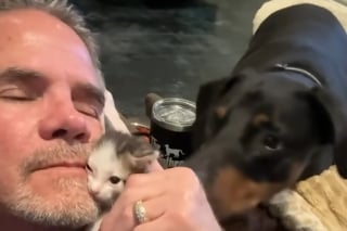 Illustration de l'article : Ce chaton orphelin recueilli et biberonné par un homme au grand cœur vit une transformation touchante semaine après semaine jusqu'à son adoption