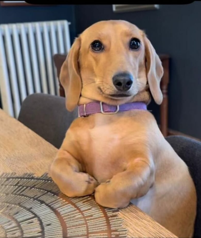 https://www.woopets.fr/assets/ckeditor/2026/jun/actualities/62001/xl/7.jpg