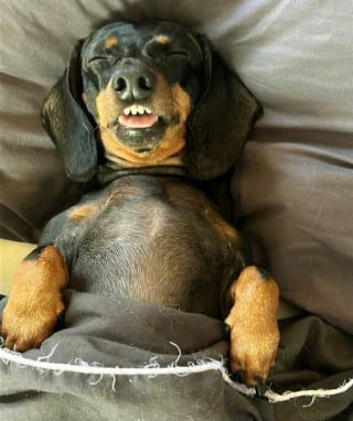 Illustration de l'article : 15 photos de chiens amusantes et mignonnes