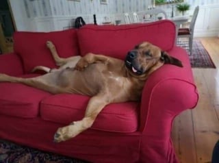 Illustration de l'article : 15 photos de chiens amusantes et mignonnes