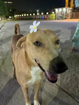Illustration de l'article : 15 photos de chiens amusantes et mignonnes