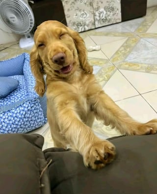 Illustration de l'article : 15 photos de chiens amusantes et mignonnes