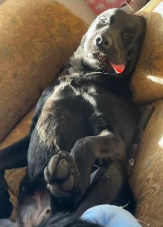 Illustration de l'article : 15 photos de chiens amusantes et mignonnes