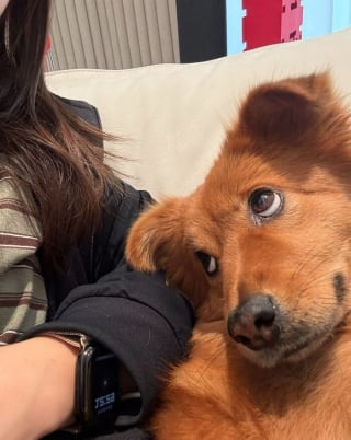 Illustration de l'article : 15 photos de chiens amusantes et mignonnes