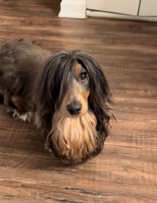 Illustration de l'article : 15 photos de chiens amusantes et mignonnes