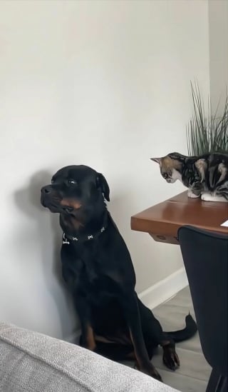 Illustration de l'article : 15 photos de chiens amusantes et mignonnes
