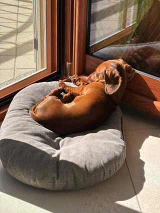 Illustration de l'article : 15 photos de chiens amusantes et mignonnes