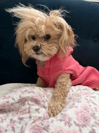 Illustration de l'article : 15 photos de chiens amusantes et mignonnes