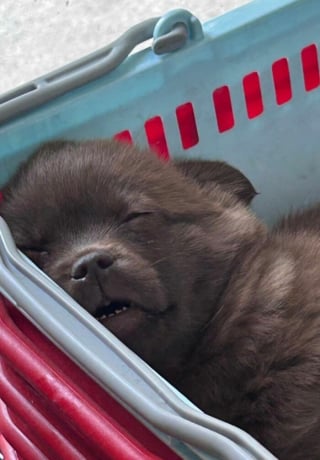 Illustration de l'article : 15 photos de chiens amusantes et mignonnes