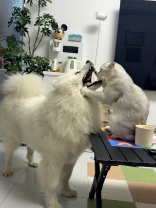 Illustration de l'article : 15 photos de chiens amusantes et mignonnes