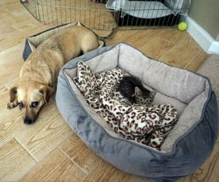 Illustration de l'article : 15 photos de chiens amusantes et mignonnes