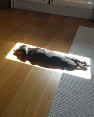Illustration de l'article : 14 animaux qui adorent lézarder au soleil