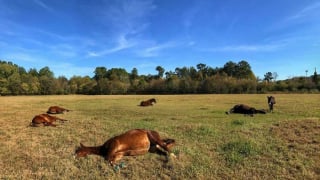 Illustration de l'article : 14 animaux qui adorent lézarder au soleil