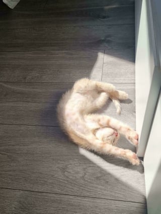 Illustration de l'article : 14 animaux qui adorent lézarder au soleil