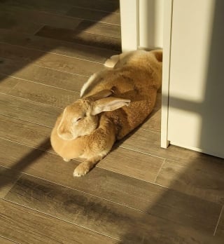 Illustration de l'article : 14 animaux qui adorent lézarder au soleil