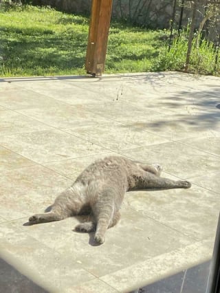 Illustration de l'article : 14 animaux qui adorent lézarder au soleil