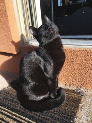 Illustration de l'article : 14 animaux qui adorent lézarder au soleil