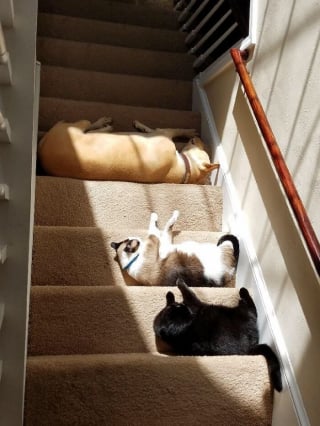 Illustration de l'article : 14 animaux qui adorent lézarder au soleil
