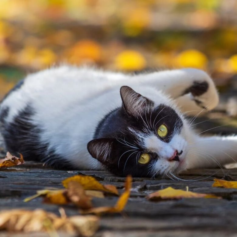 https://www.woopets.fr/assets/ckeditor/2026/jun/actualities/62007/xl/2.jpg