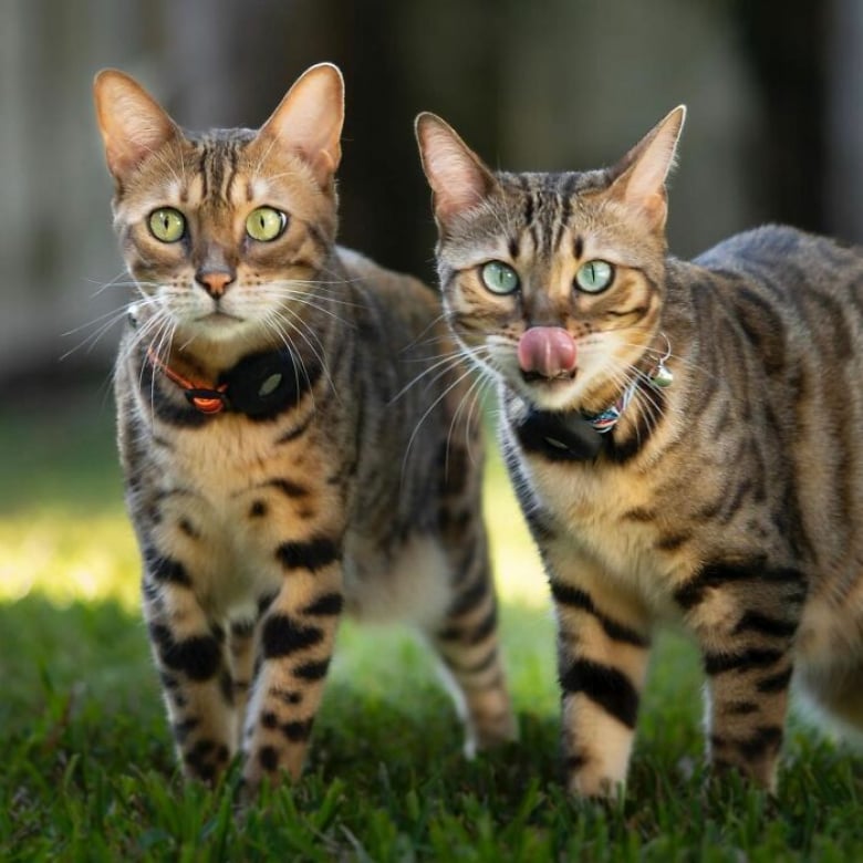 https://www.woopets.fr/assets/ckeditor/2026/jun/actualities/62007/xl/3.jpg