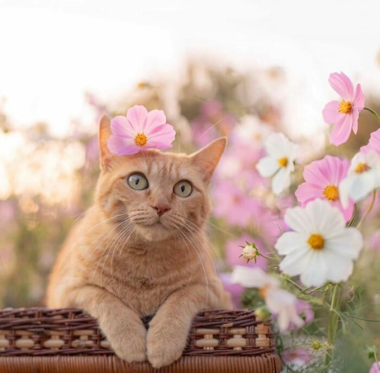 https://www.woopets.fr/assets/ckeditor/2026/jun/actualities/62007/xl/6.jpg