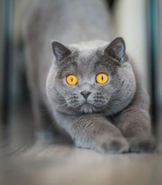 Illustration de l'article : 12 photos qui prouvent que les yeux des chats sont de véritables œuvres d’art